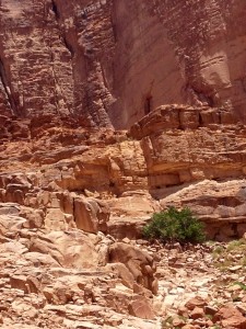 A tree grows in Wadi Rum, Jordan
